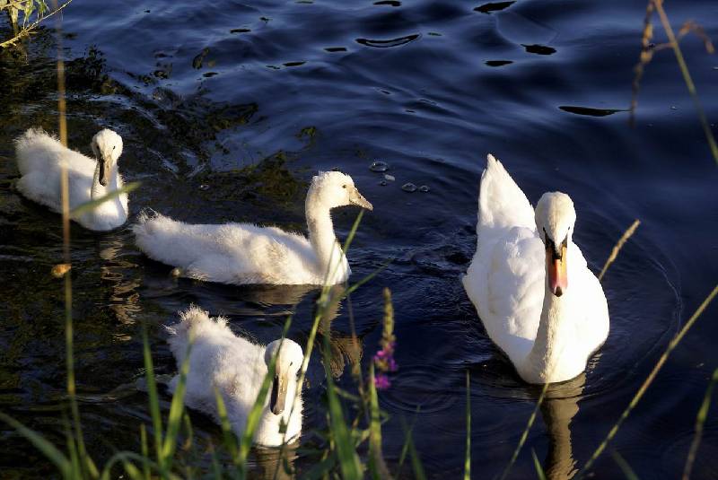 Schwaene auf der Sauer Bild Nr.011